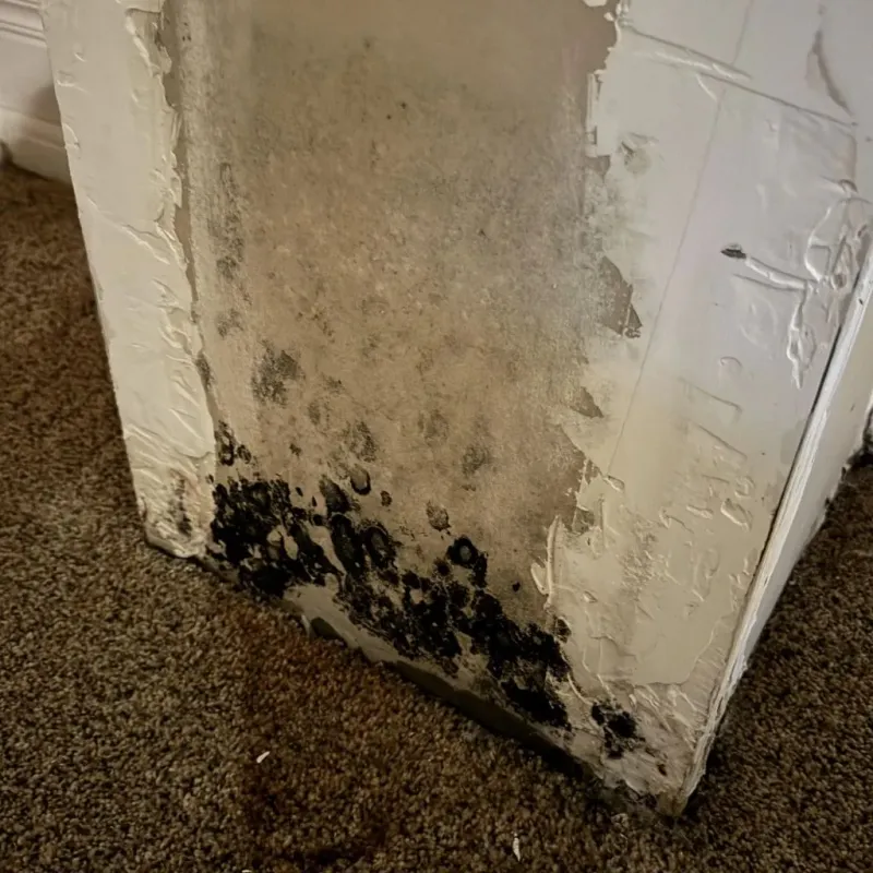 Professional Mold Removal in Pope County, AR